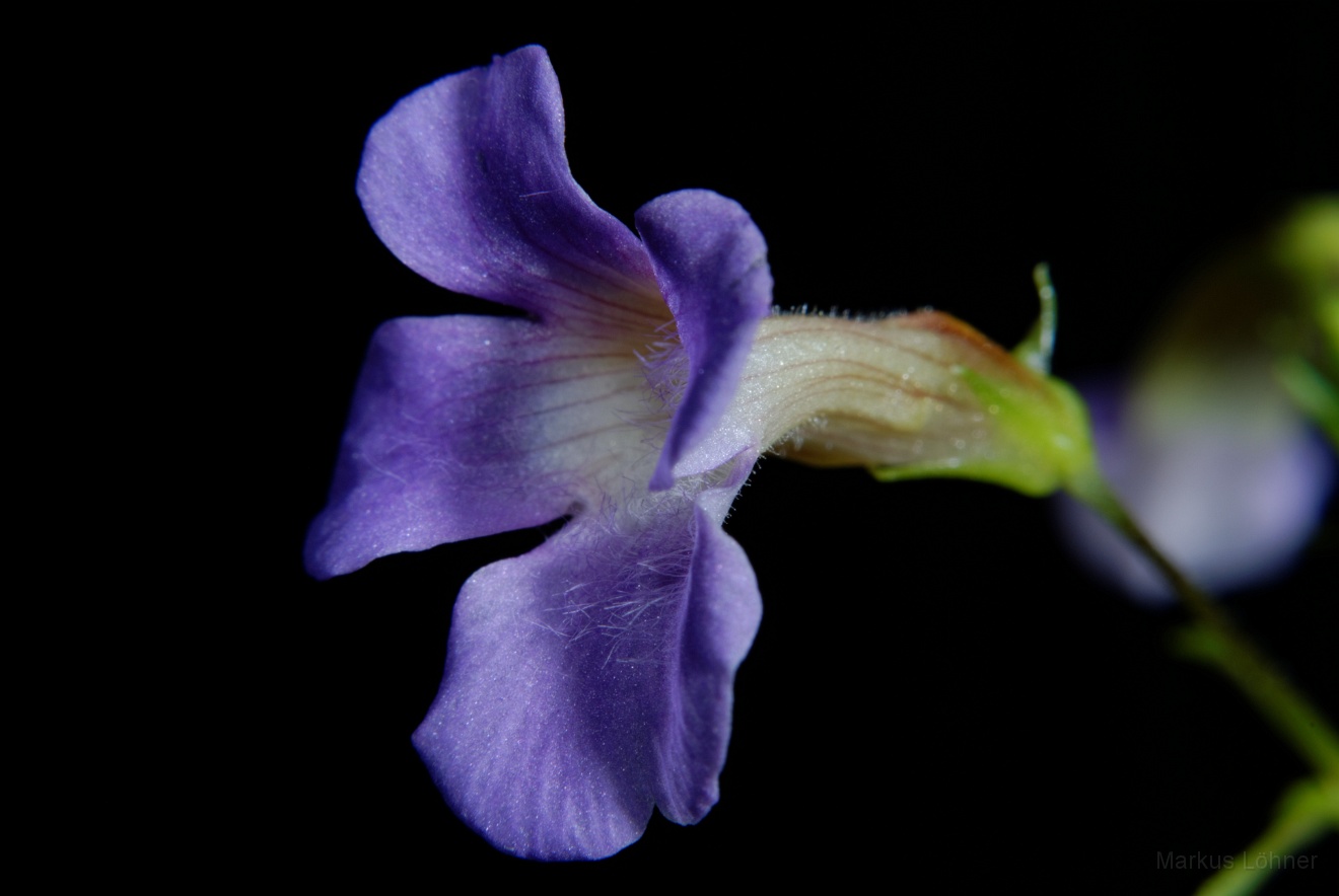 DSC_0113.jpg - Limnophila aromatica 'mini'