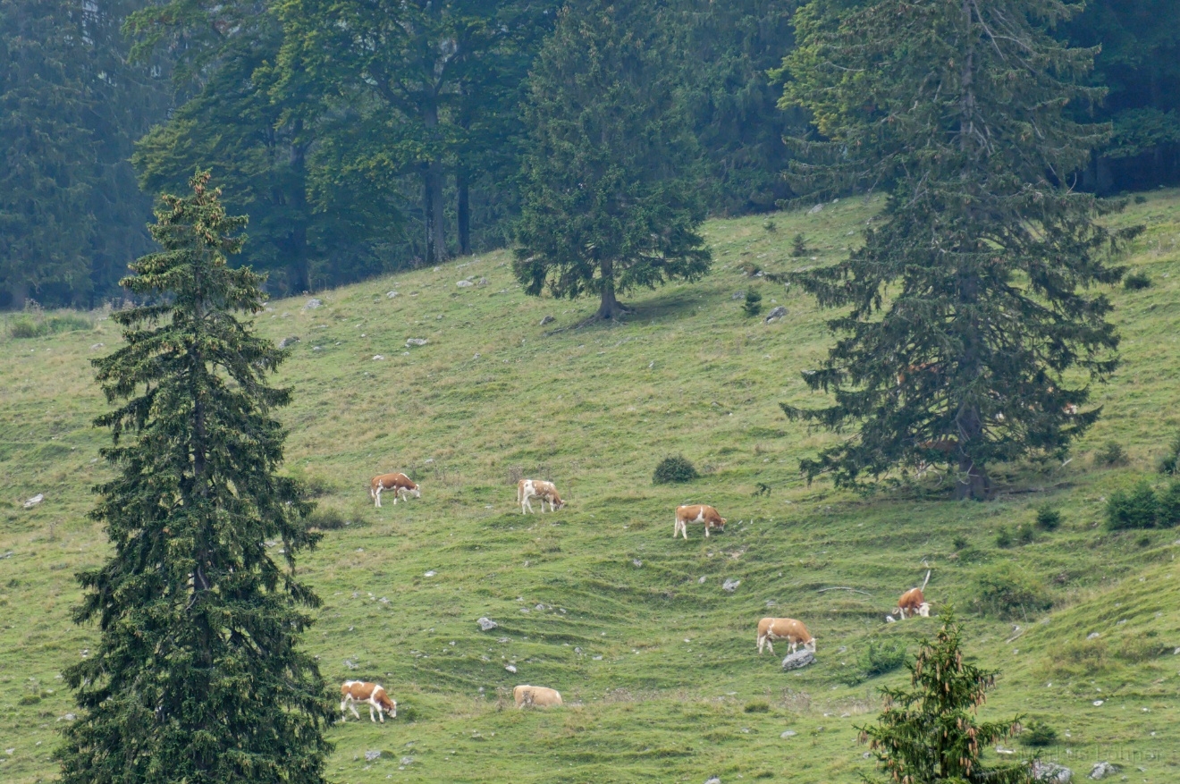 DSC_0180.jpg