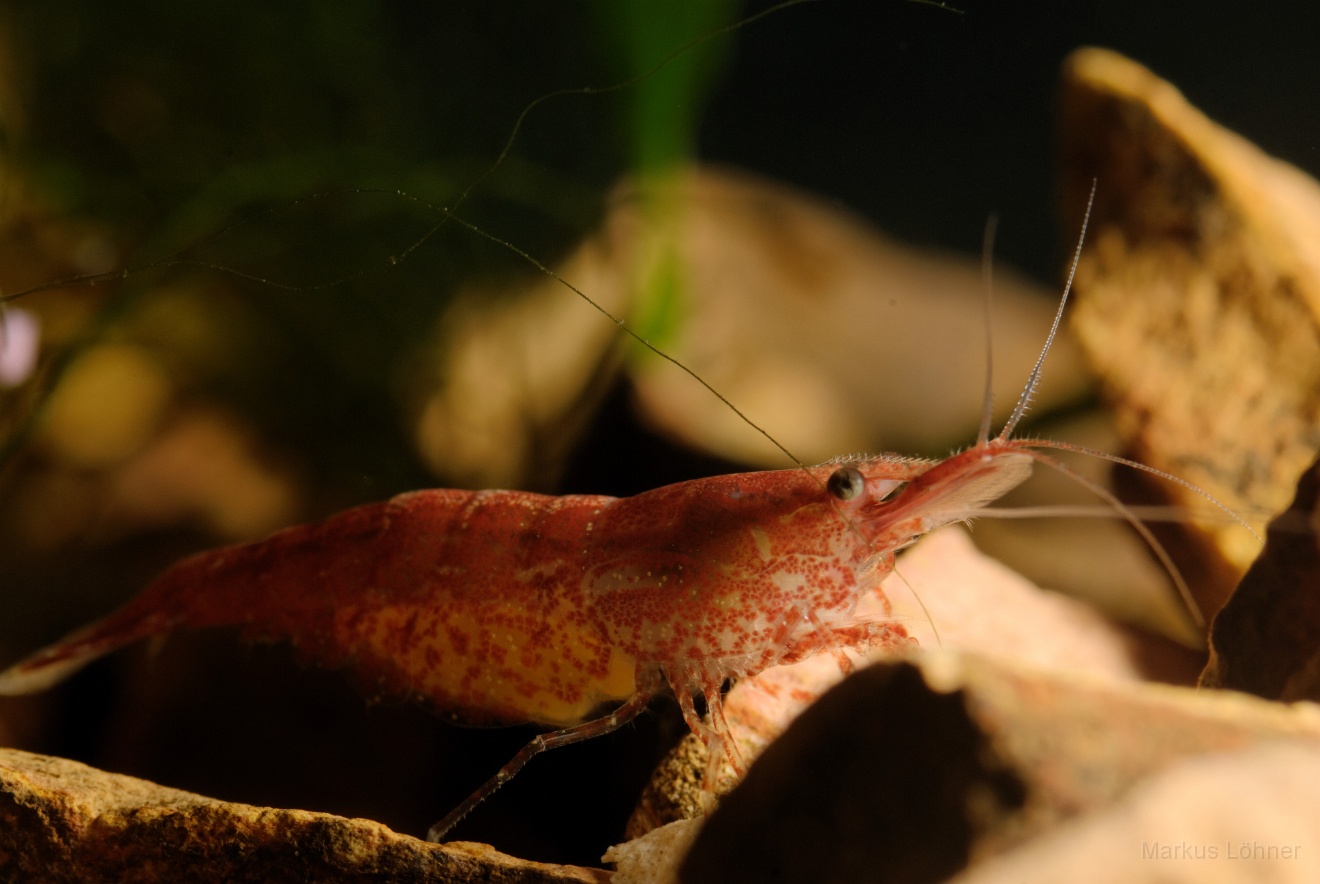 DSC_6865_orig.jpg - Different illumination 1