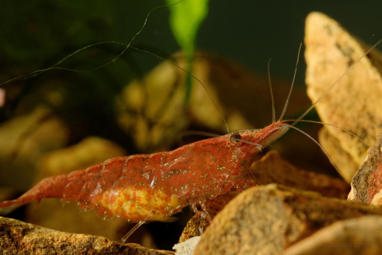 DSC_6867_orig.jpg - Different illumination 2