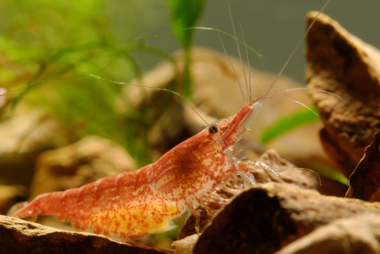 DSC_6870_orig.jpg - Different illumination 3