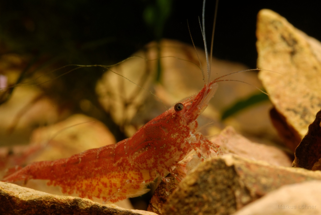 DSC_6871_orig.jpg - Different illumination 4