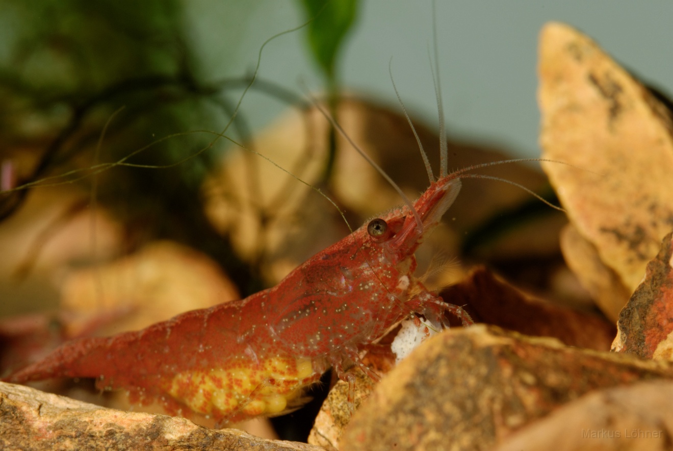 DSC_6872_orig.jpg - Different illumination 5