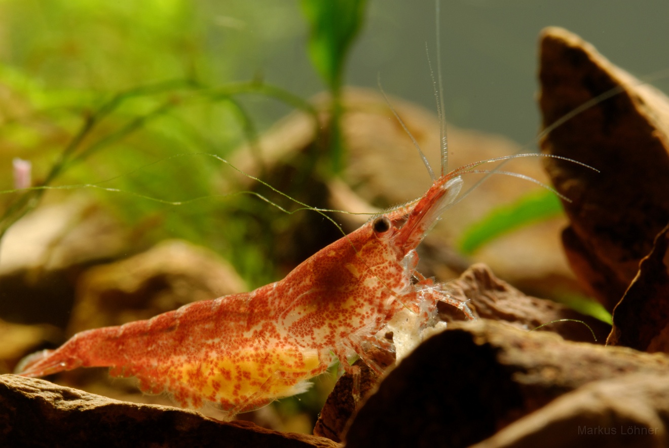 DSC_6875_orig.jpg - Different illumination 6