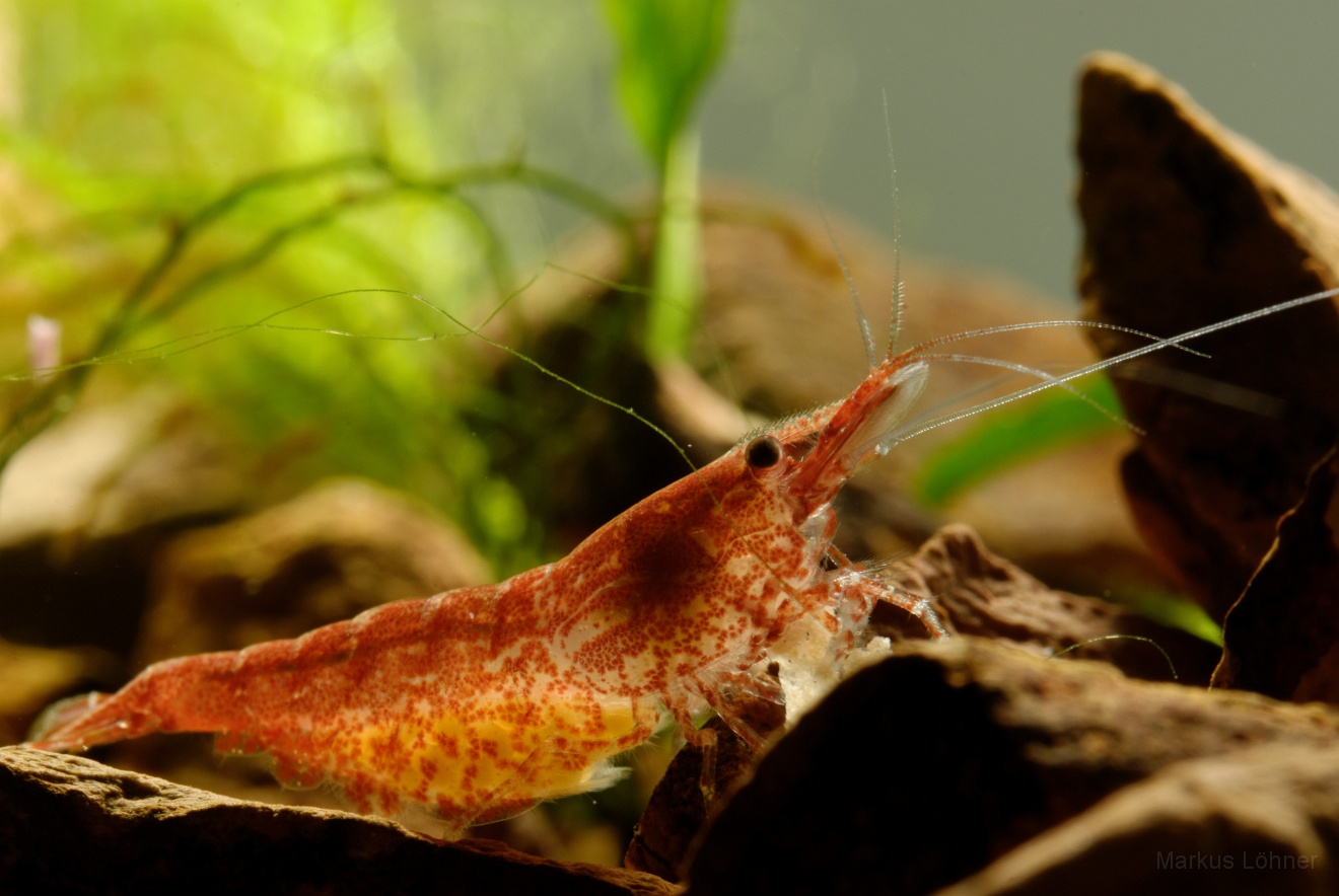 DSC_6876_orig.jpg - Different illumination 7